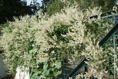 japanse-duizendknoop